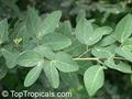 Manilla tamarind